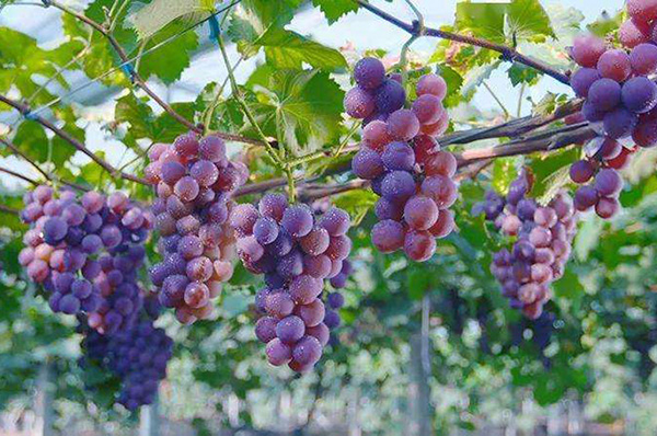 ���ֽ����ѡ����ֽ����~Ѭ�ȡ��ɹ�ע�ԇ��ҵ����(bi��o)־�C���̘�(bi��o)���B�T�̘�(bi��o)��Ո?zh��)����? width=